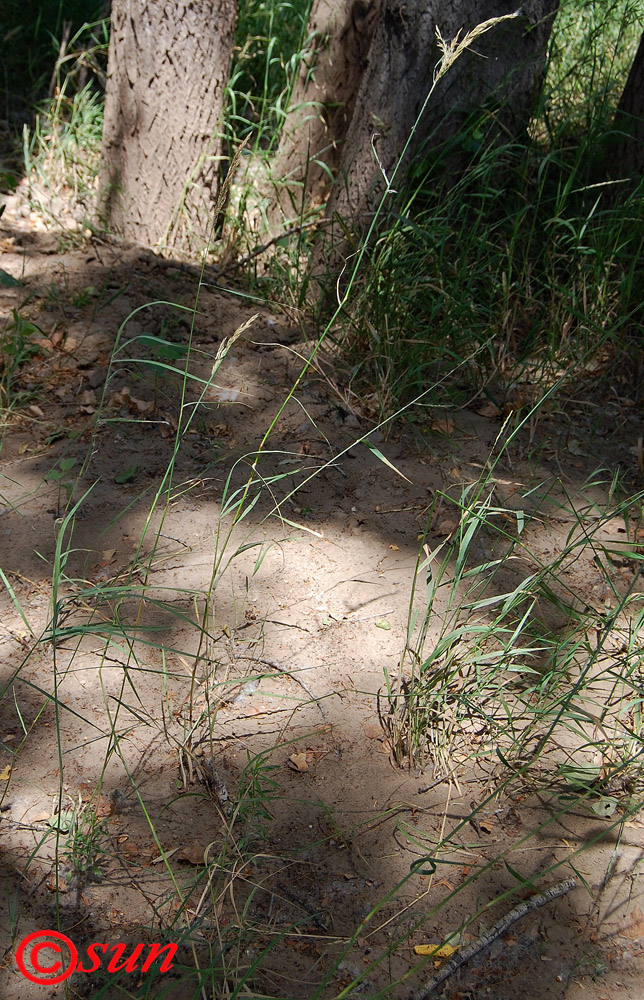 Изображение особи Calamagrostis epigeios.