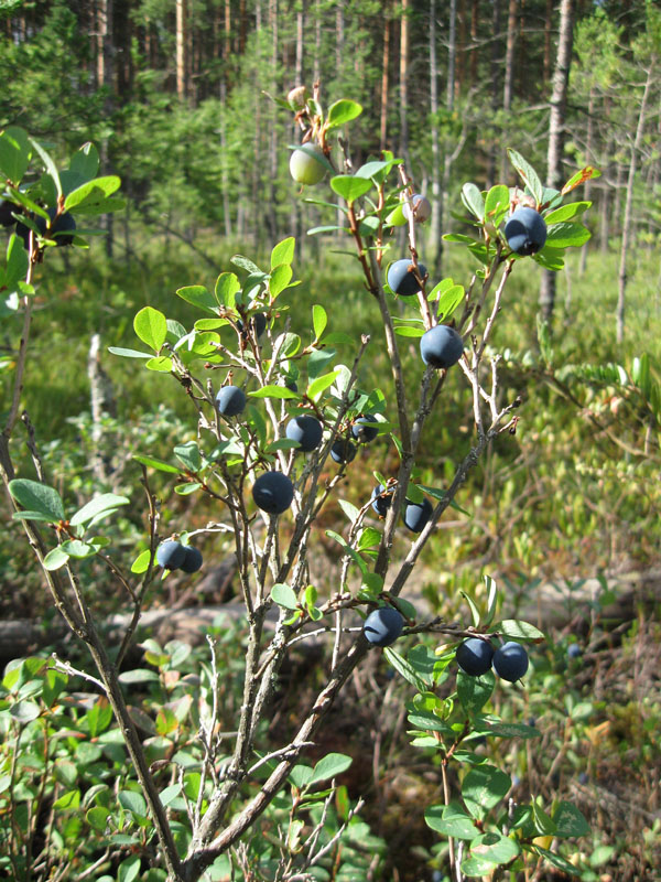 Изображение особи Vaccinium uliginosum.