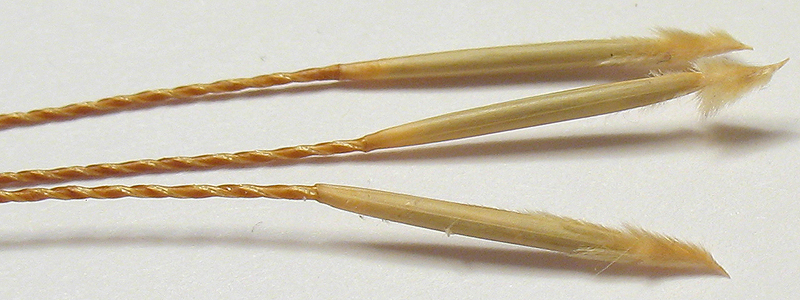 Image of Stipa pennata specimen.