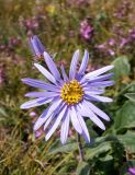 Aster ibericus