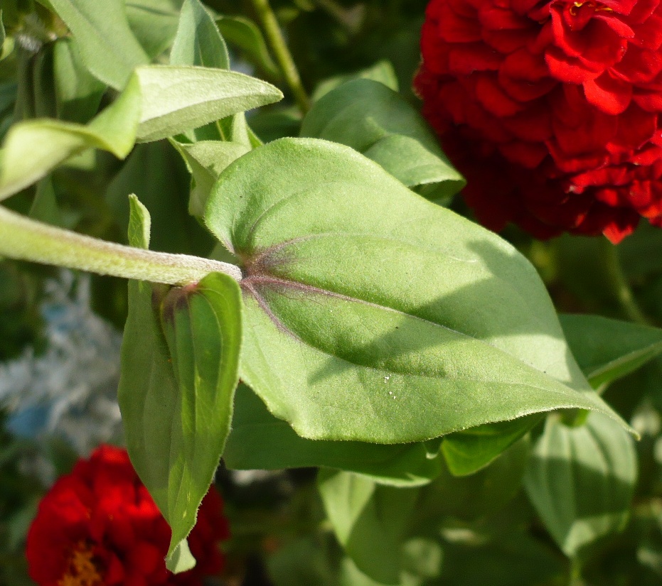 Image of Zinnia elegans specimen.