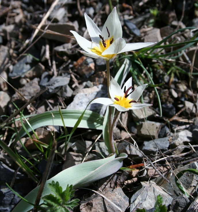 Изображение особи Tulipa bifloriformis.