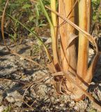 Cyperus glomeratus. Основание растения. Краснодарский край, окр. г. Крымск, берег р. Адагум. 06.09.2014.
