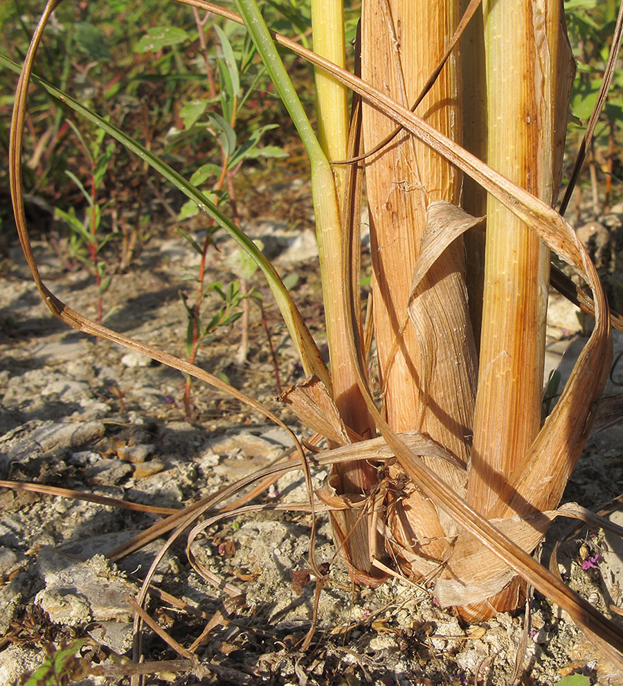 Изображение особи Cyperus glomeratus.