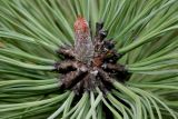 Pinus ponderosa. Верхушка побега с почкой и основаниями хвоинок. Германия, г. Дюссельдорф, Ботанический сад университета. 05.09.2014.