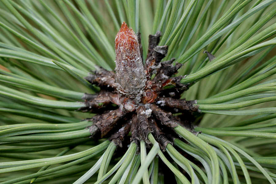 Изображение особи Pinus ponderosa.