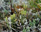 Diphasiastrum alpinum. Спороносящие растения. Республика Коми, Печоро-Илычский заповедник, хребет Мань-Пупунёр. 18.08.2014.