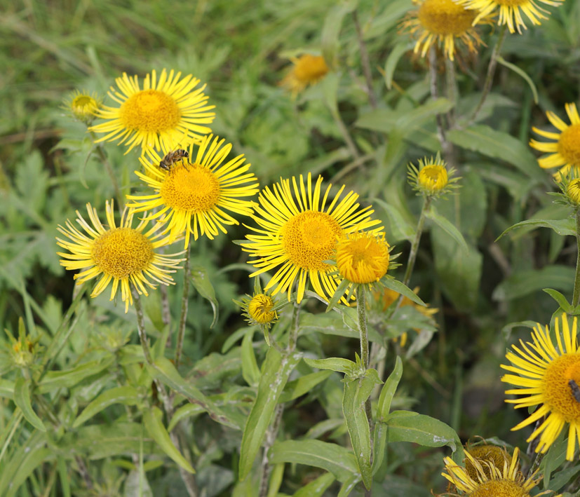 Изображение особи Inula britannica.