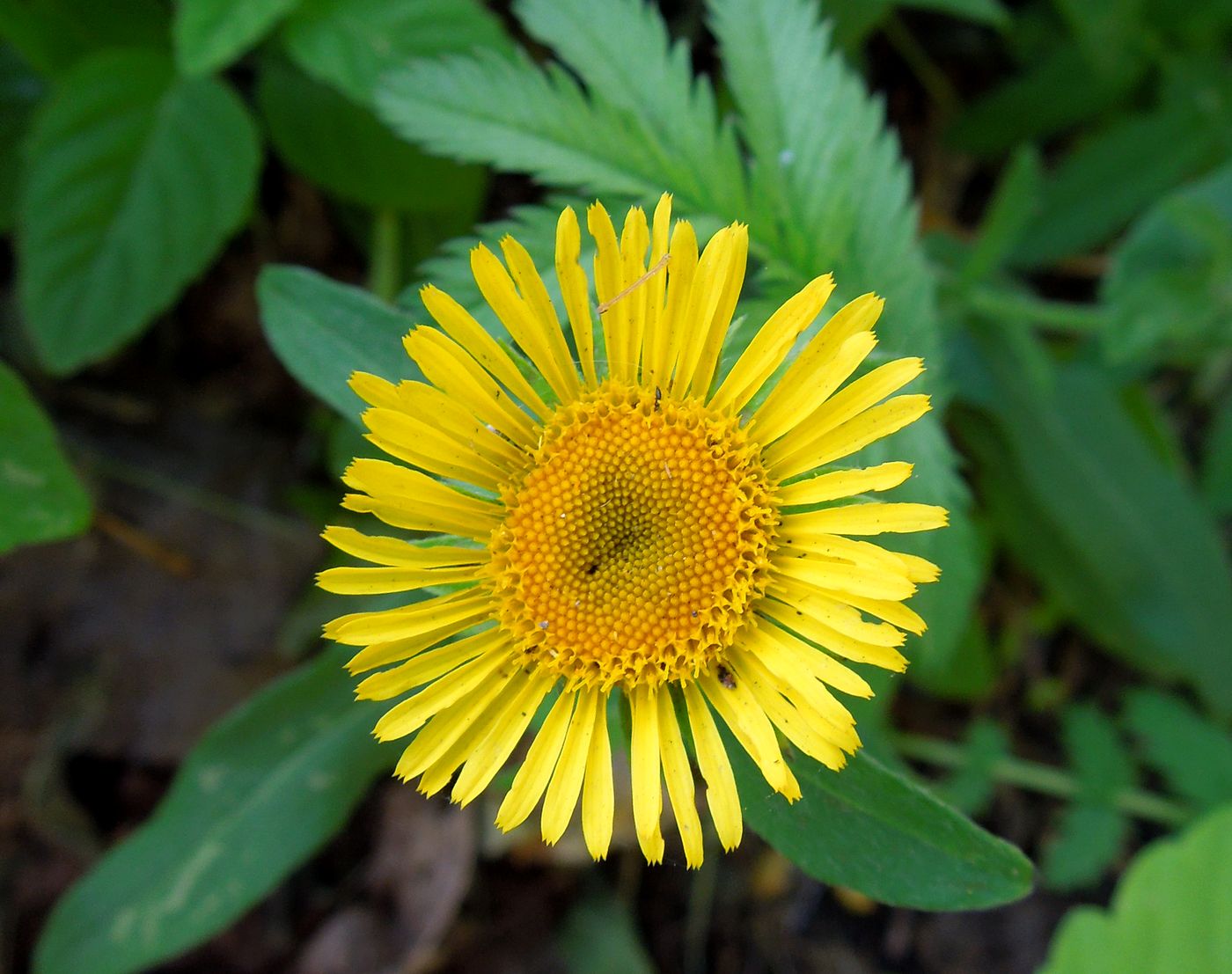 Image of Inula britannica specimen.