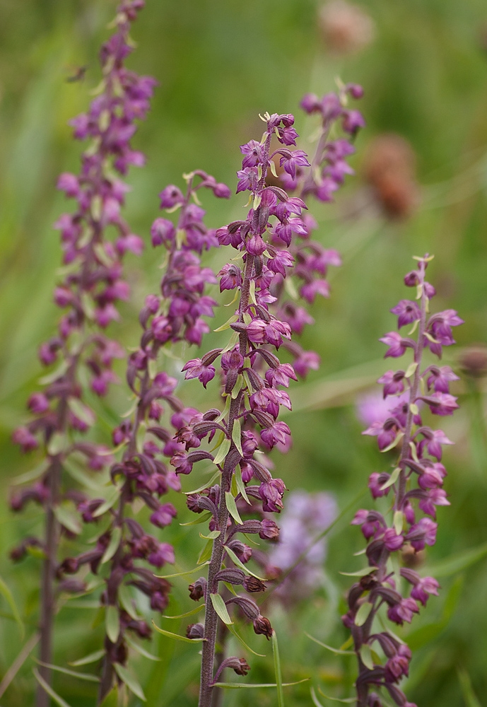 Image of Epipactis atrorubens specimen.