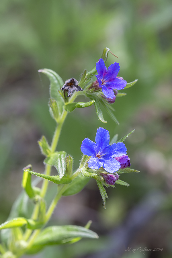 Изображение особи Aegonychon purpureocaeruleum.