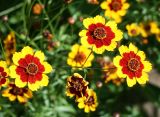 Coreopsis tinctoria