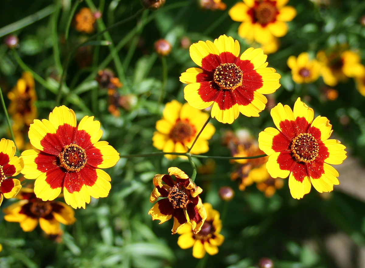 Изображение особи Coreopsis tinctoria.