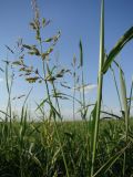 Sorghum &times; drummondii