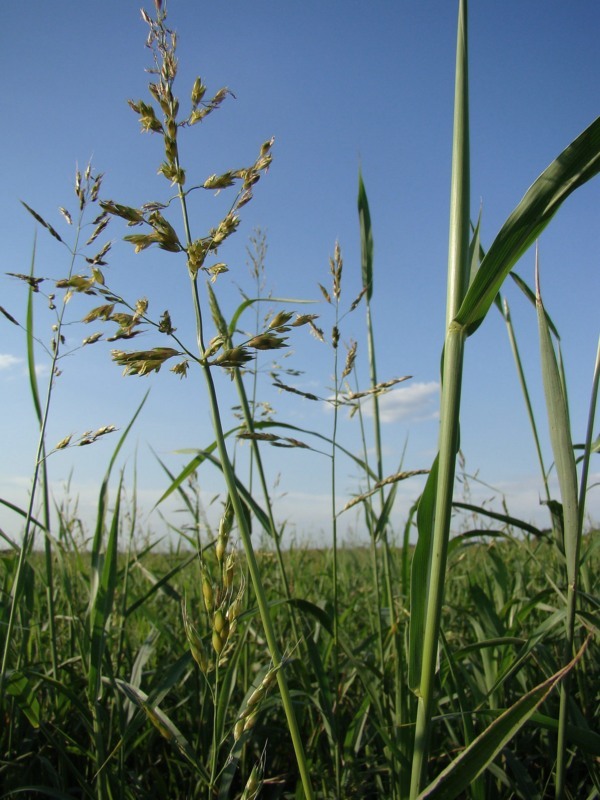 Изображение особи Sorghum &times; drummondii.