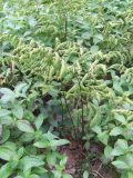 Gymnocarpium dryopteris