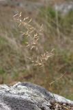 Eragrostis minor