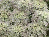 Angelica genuflexa
