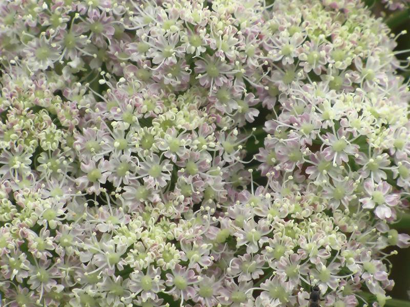 Image of Angelica genuflexa specimen.