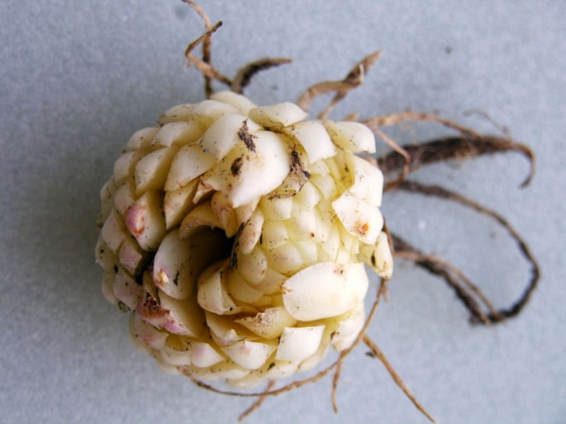 Image of Lilium pensylvanicum specimen.