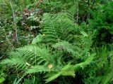 Athyrium monomachii