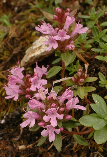 Изображение особи Thymus seravschanicus.