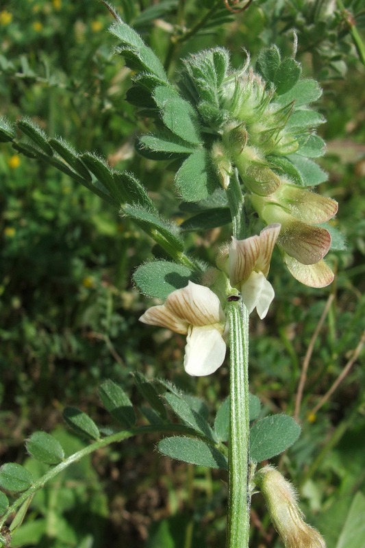 Image of Vicia pannonica specimen.