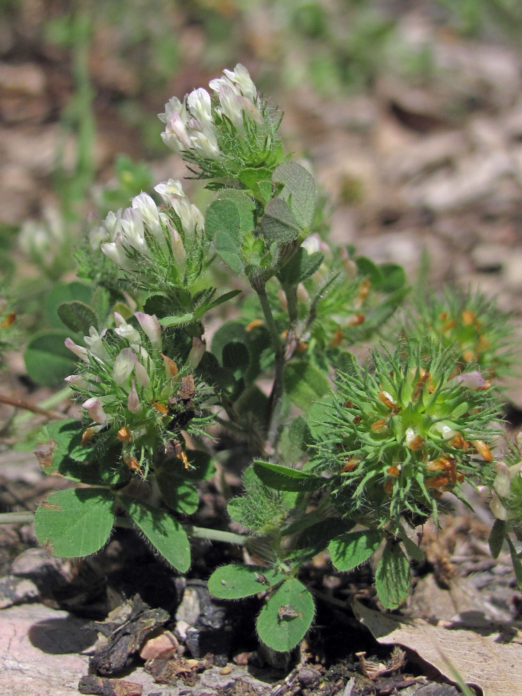 Изображение особи Trifolium lappaceum.