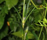 Agrostemma githago. Верхушка растения с бутоном. Московская обл., Раменский р-н, окр. дер. Хрипань, садовый участок. 16.07.2015.