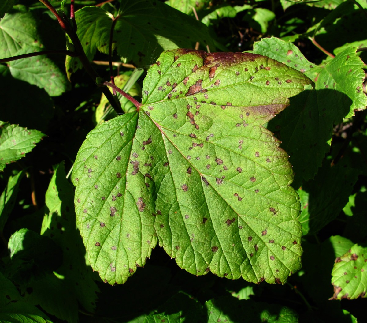 Изображение особи Ribes nigrum.