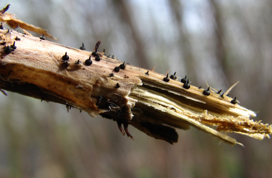 Image of Urtica dioica specimen.