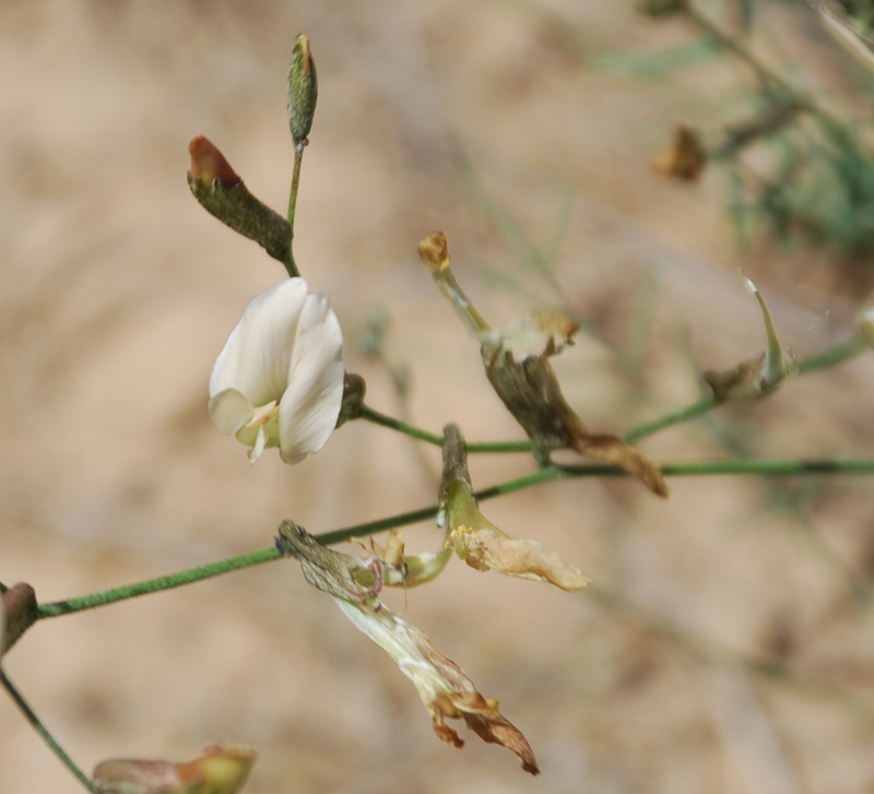 Изображение особи Astragalus pseudotataricus.