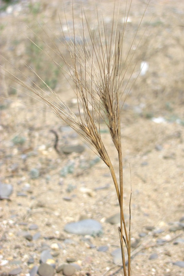 Image of Secale sylvestre specimen.