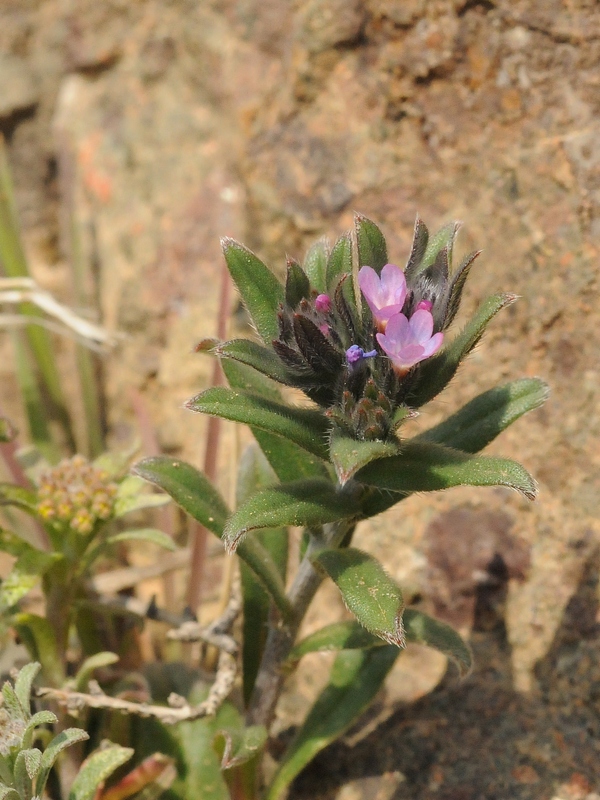 Изображение особи Buglossoides arvensis.