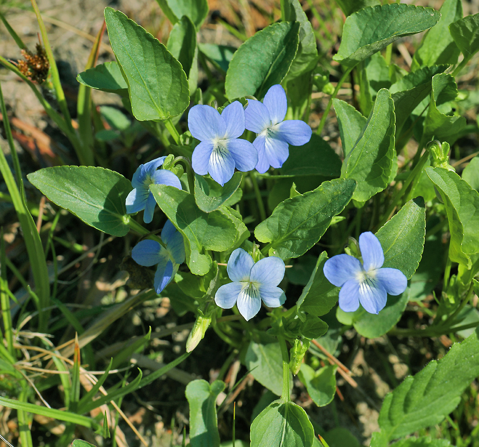 Image of Viola canina specimen.