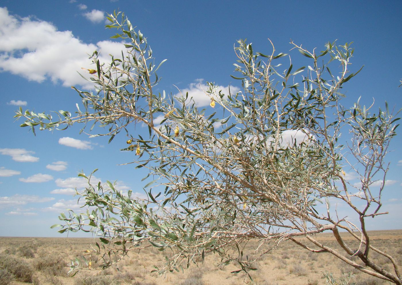 Image of Ammodendron bifolium specimen.