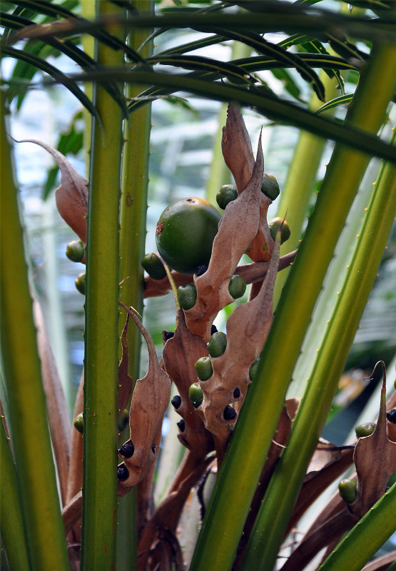 Image of Cycas rumphii specimen.