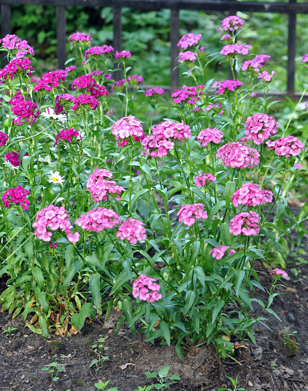 Image of Dianthus barbatus specimen.