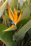 Strelitzia reginae. Соцветие и листья. США, Калифорния, Санта-Круз, на побережье в озеленении. 26.02.2015.