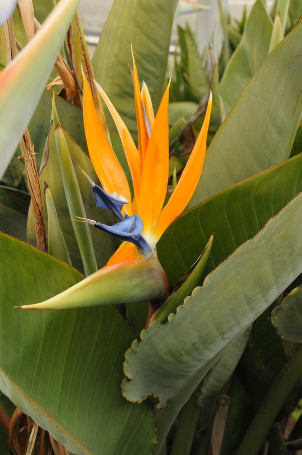 Image of Strelitzia reginae specimen.