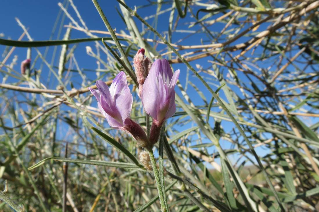 Изображение особи Astragalus brachypus.