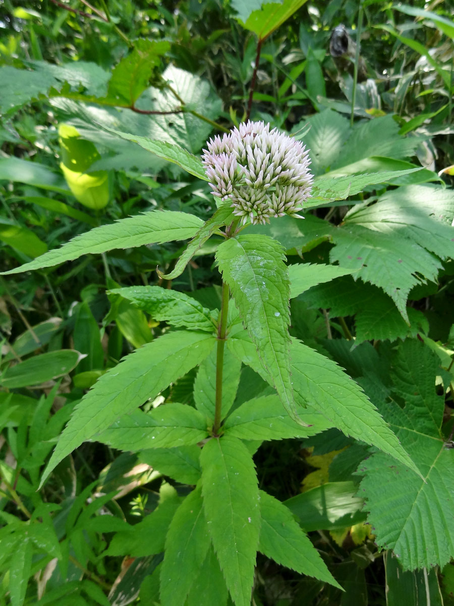 Изображение особи Eupatorium glehnii.