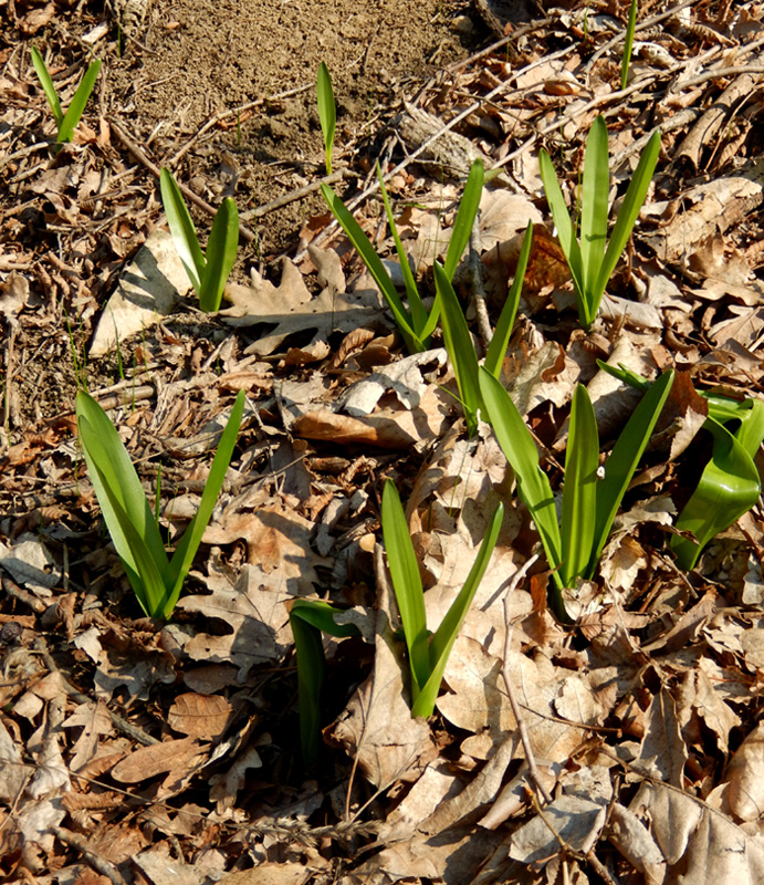Image of Colchicum umbrosum specimen.
