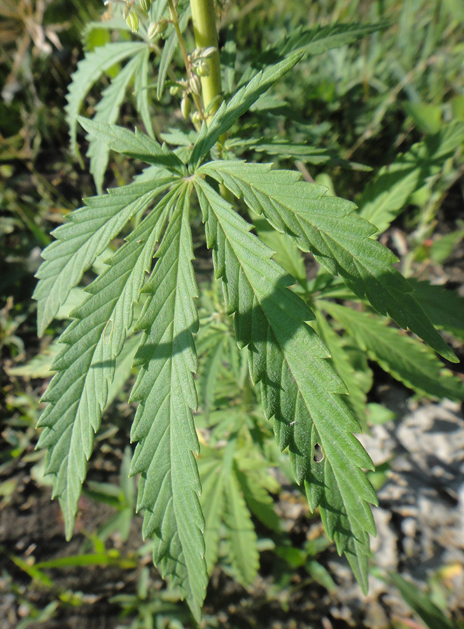 Image of Cannabis sativa specimen.
