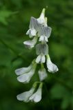 Vicia sylvatica. Соцветие. Санкт-Петербург, Дудергофские высоты, опушка широколиственного леса. 18.07.2009.