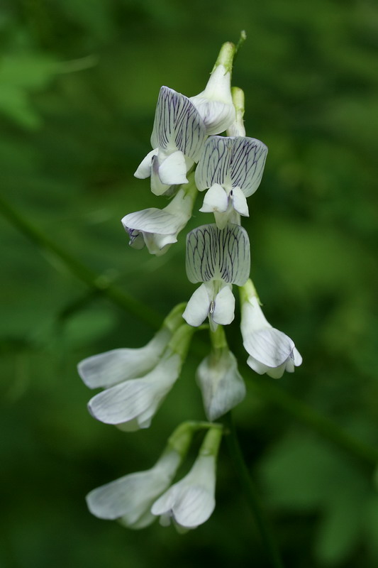 Изображение особи Vicia sylvatica.