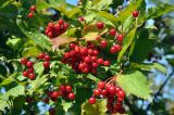 Viburnum opulus