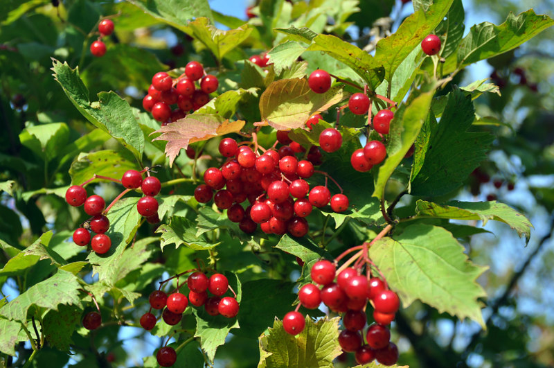 Image of Viburnum opulus specimen.