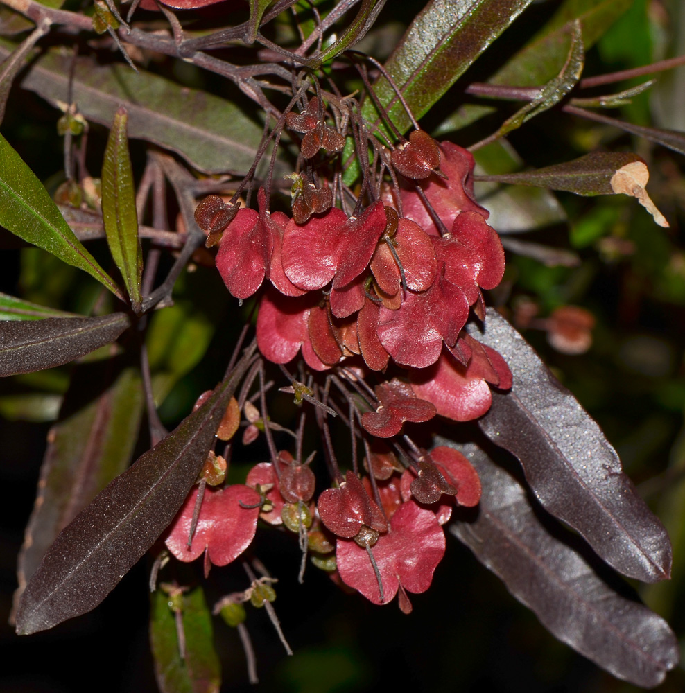 Image of Dodonaea viscosa specimen.