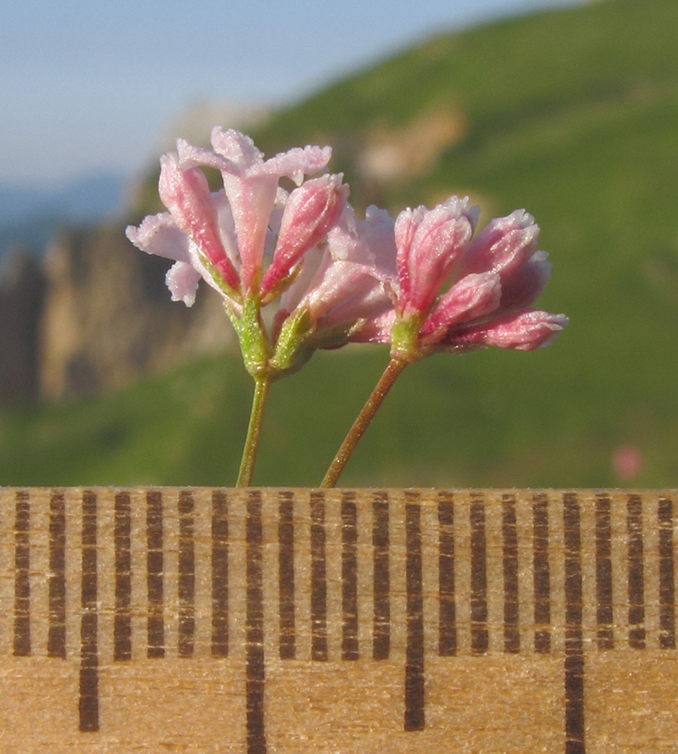 Изображение особи Asperula supina.